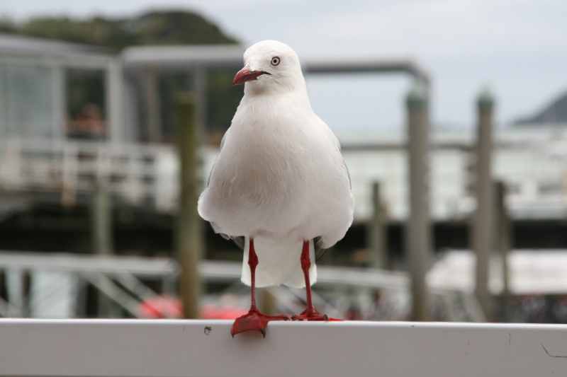 Nieuw-Zeeland 2011 - 0198